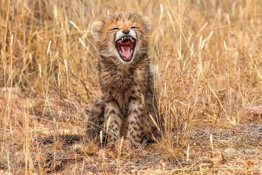 Kenya-Masai Mara National Reserve Close-up of cheetah cub yawning art print by Jaynes Gallery for $57.95 CAD